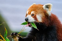 Red panda, herbivore wild animal.