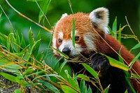 Red panda, herbivore wild animal.