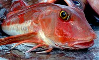 Red gurnard marine life, Indian seabed, Pacific Oceans origin.