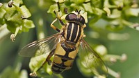 Helophilus pendulus (Gemeine Sumpfschwebfliege) - Männchen auf Efeublüte