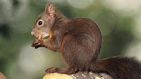 Brown squirrel, nature rodent animal.