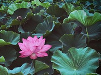 Lotus flowers, Shinobazu Pond city park, Tokyo, Japan.