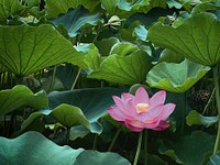 Lotus Flower, Shinobazu Pond, Tokyo, JapanA lotus plant (Nelumbo Nucifera) flower, also known as the lotus or water lily, in Shinobazu Pond, Ueno Park, Taito City, Tokyo, Japan.