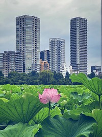 Lotus Flower, Shinobazu Pond, Tokyo, JapanA lotus plant (Nelumbo Nucifera) flower, also known as the lotus or water lily, in Shinobazu Pond, Ueno Park, Taito City, Tokyo, Japan.