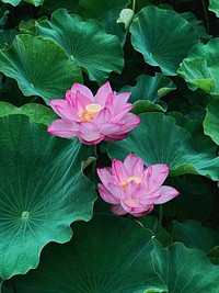 Lotus flowers, Shinobazu Pond city park, Tokyo, Japan.
