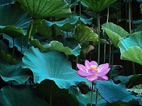 Lotus flowers, Shinobazu Pond city park, Tokyo, Japan.