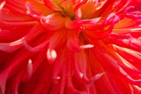 Zoomed red blooming flower petals.