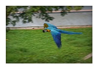 Flying blue parrot, poultry bird.