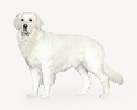 White golden retriever dog isolated image