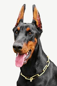 Doberman dog collage element psd