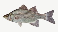 White bass fish collage element psd