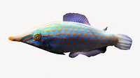 Filefish marine life isolated design