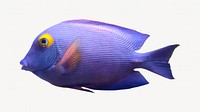Blue eyed tang fish isolated design