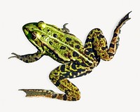 Spotted frog isolated image