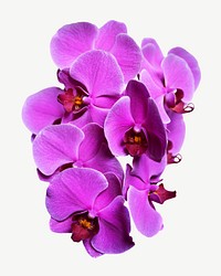 Purple orchid collage element, flower isolated image psd