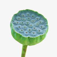 Lotus seed pod isolated design