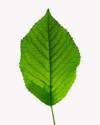 Leaf collage element, isolated image
