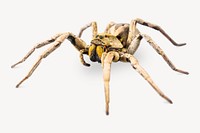 Armed spider insect isolated image