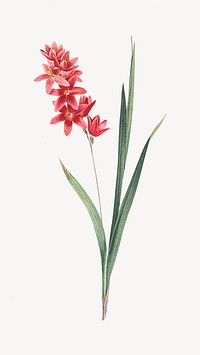 Vintage red flower, ixia patens illustration, painting by Pierre Joseph Redout&eacute; psd. Remixed by rawpixel.