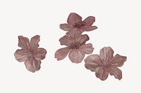 Japanese Sakura flowers, botanical collage element psd