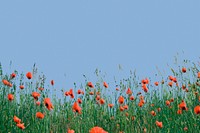 Wildflower border background, blue sky image