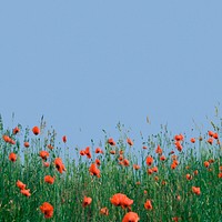 Wildflower border background, blue sky image psd