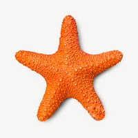 Starfish collage element isolated image psd