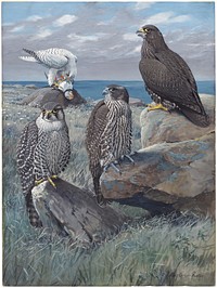             Plate 42: White Gyrafalcon, Gyrafalcon, Black Gyrafalcon           by Louis Agassiz Fuertes