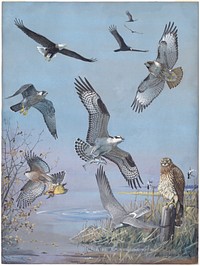             Plate 37: Bald Eagle, Turkey Vulture, Red-tailed Hawk, Duck Hawk, Osprey, Cooper's Hawk, Marsh Hawk           by Louis Agassiz Fuertes