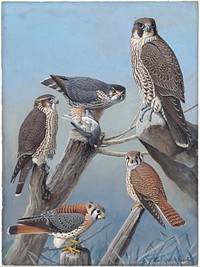             Plate 44: Pigeon Hawk, Duck Hawk, Sparrow Hawk           by Louis Agassiz Fuertes