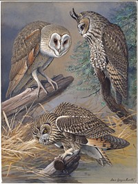             Plate 45: Barn Owl, Long-eared Owl, Short-eared Owl           by Louis Agassiz Fuertes