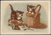             Two cats, one in a bucket and one on the lid          