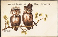             We're from the owl country.          