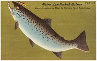             Maine Landlocked Salmon, from oil painting by Alfred G. Martin of Great Pond, Maine          