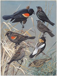             Plate 60: Red-winged Blackbird, Cowbird, Bobolink           by Louis Agassiz Fuertes