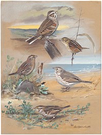             Plate 68: Vesper Sparrow, Henslow's Sparrow, Grasshopper Sparrow, Ispwich Sparrow, Savannah Sparrow           by Louis Agassiz Fuertes