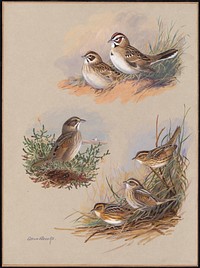             Plate 69: Lark Sparrow, Seaside Sparrow, Sharp-tailed Sparrow, Acadian Sharp-tailed Sparrow, Nelson's Sparrow           by Allan Brooks