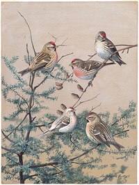             Plate 65: Holboll's Redpoll, Redpoll, Hoary Redpoll, Greater Redpoll           by Louis Agassiz Fuertes