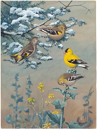             Plate 66: Pine Siskin, Goldfinch           by Louis Agassiz Fuertes