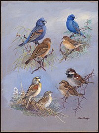             Plate 74: Blue Grosbeak, Indigo Bunting, Dickcissel, House Sparrow           by Allan Brooks