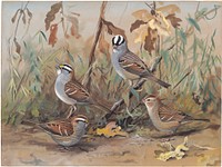             Plate 70: White-throated Sparrow, White-crowned Sparrow           by Louis Agassiz Fuertes