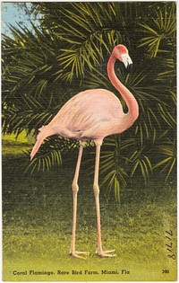             Coral flamingo, rare bird farm, Miami, Florida          