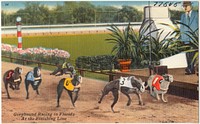             Greyhound racing in Florida at the finish line          