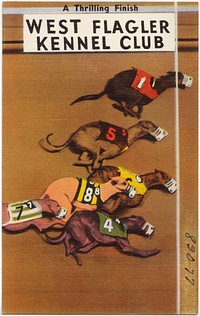             A thrilling finish, West Flagler Kennel Club          