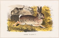             Grey rabbit          