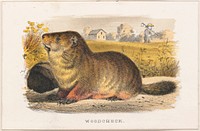             Woodchuck          