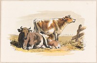             Cows          