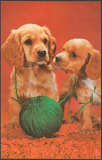             Cocker spaniels          