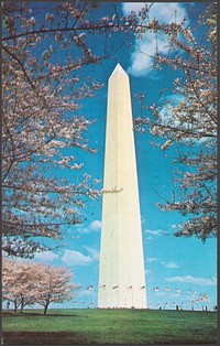             Washington Monument, cherry blossom time, Washington, D.C.          