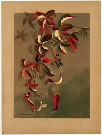             Autumn leaves with black berries          